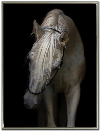 compare product Mystical Horse