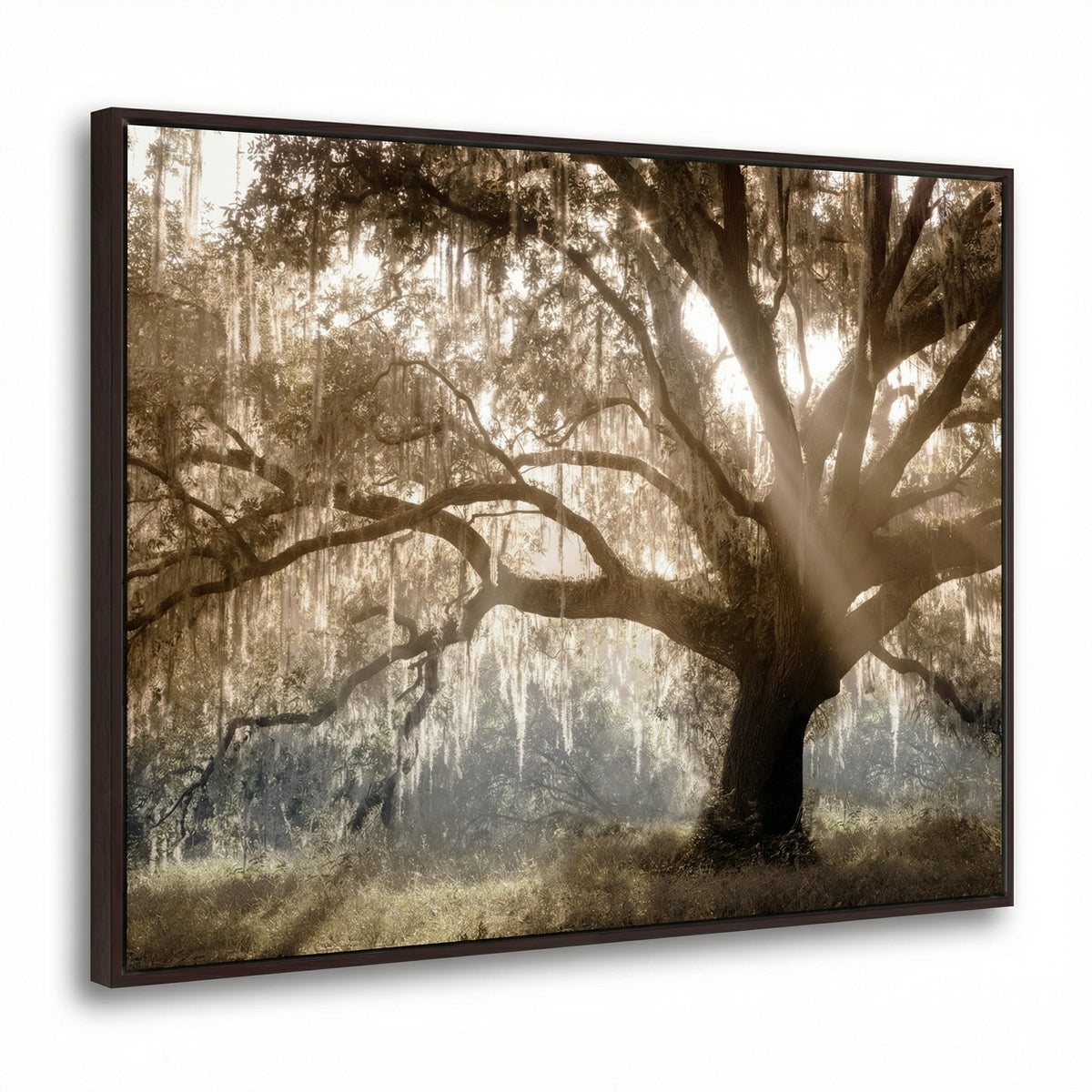 Virginia Oak