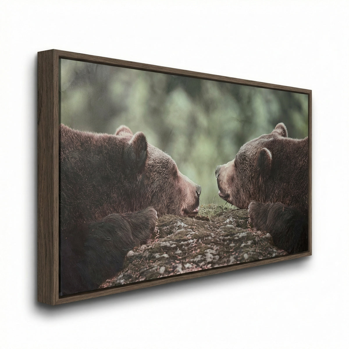 Grizzly Gaze