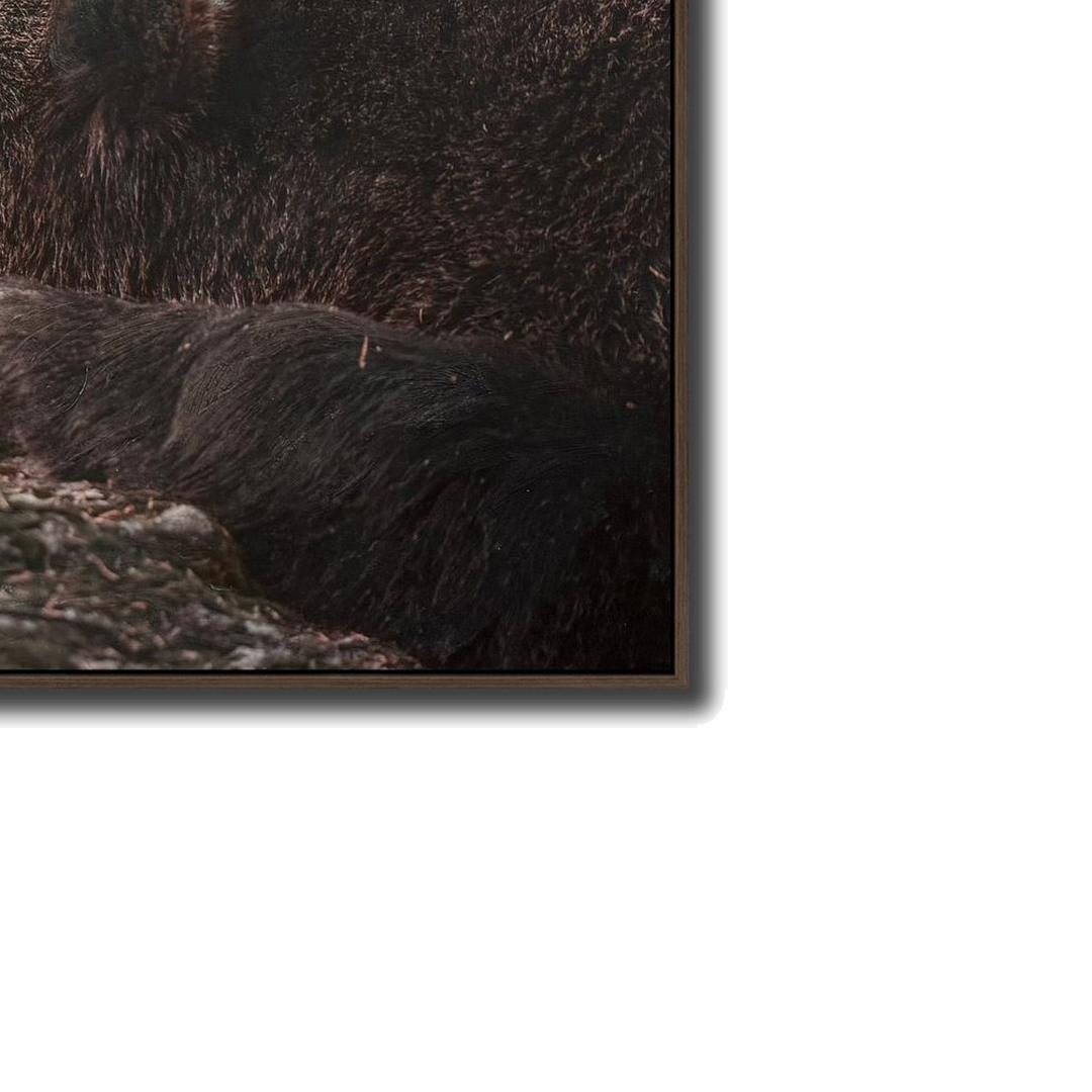 Grizzly Gaze