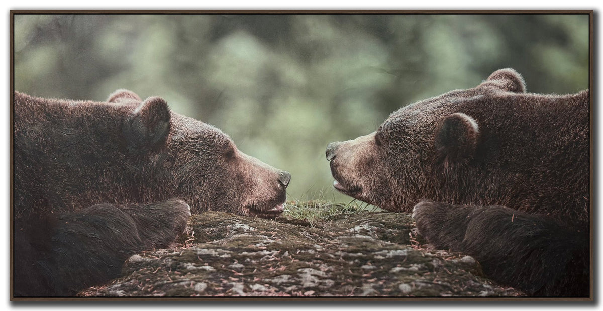 Grizzly Gaze