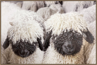 compare product Woolly Companions